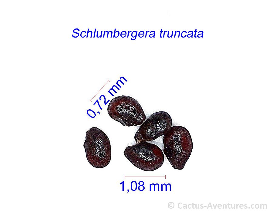 Schlumbergera truncata graines